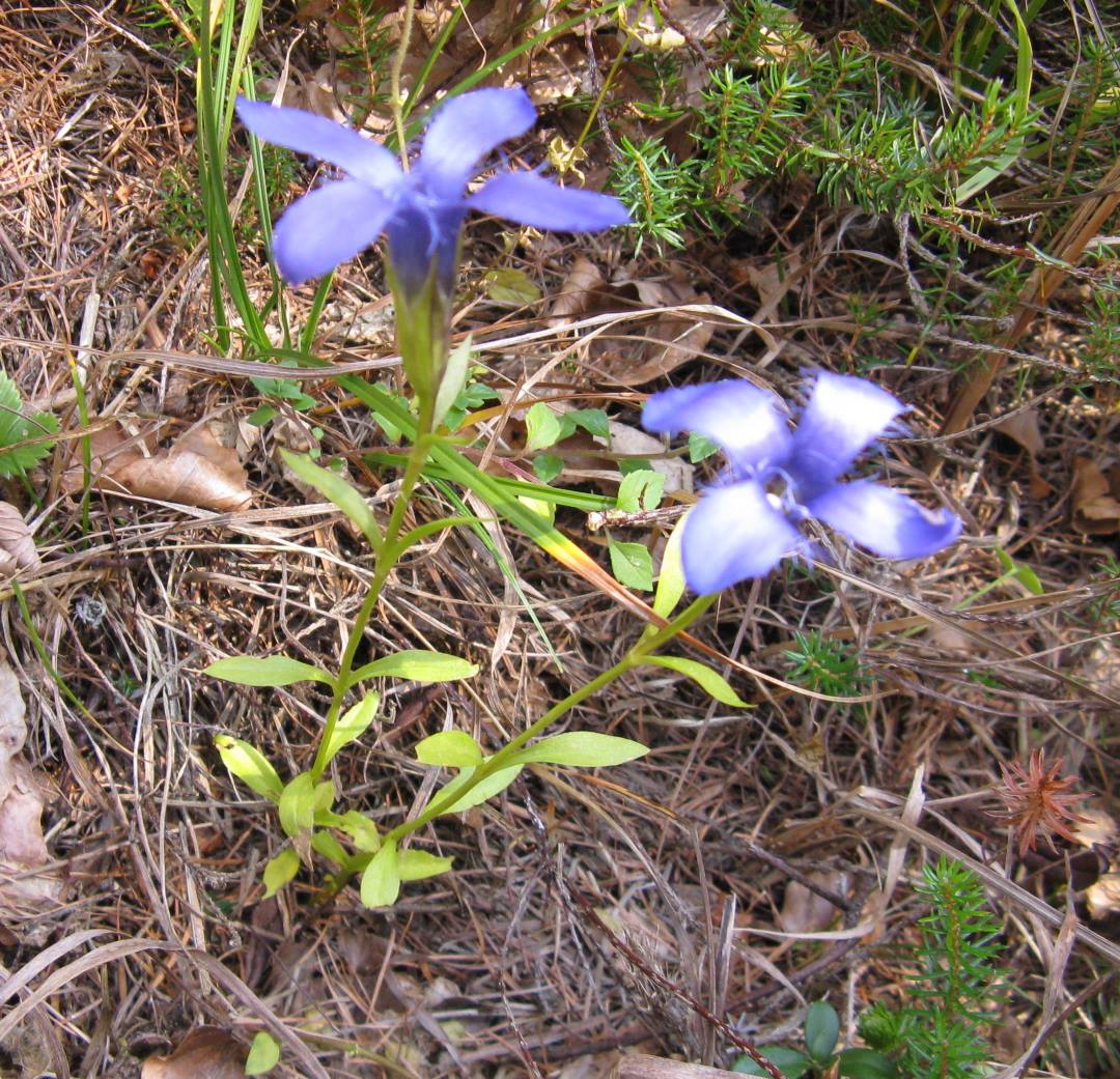 Gentianopsis ciliata / Genziana sfrangiata
